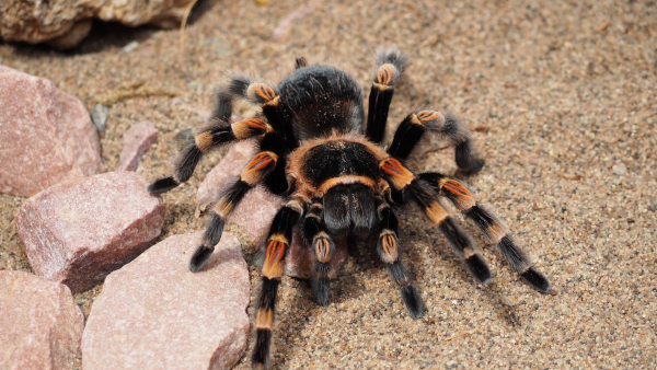 Огромный редкий тарантул заполз в дом в Татарстане. дом, паук, тарантул, Татарстан