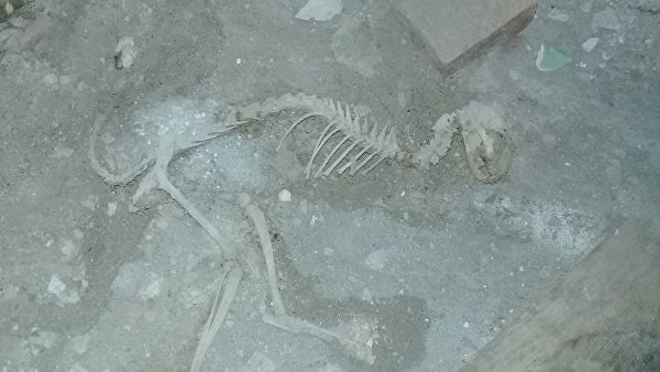 В Узбекистане во время ремонта дома нашли скелет, напоминающий динозавра. 15111.jpeg