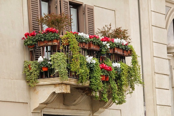 Украшение балкона вьющимися растениями. 14348.jpeg
