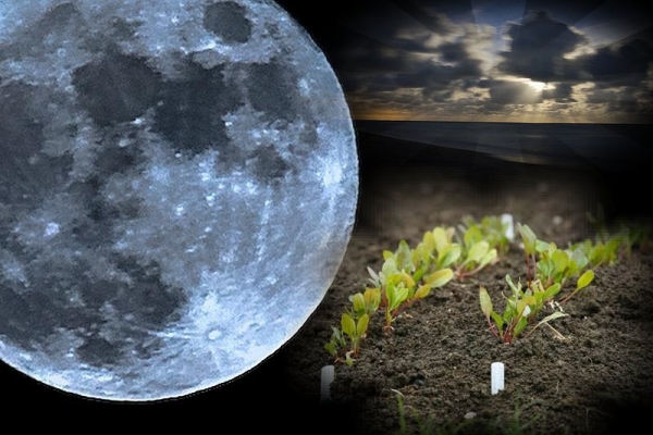 Лунный календарь и ваш дом:  выбираем идеальное время для хозяйственных работ. 14355.jpeg