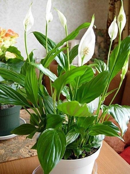 10 растений, которые принесут в ваш дом любовь.. 10 растений, которые принесут 5