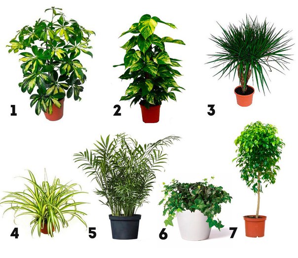 7 растений для очистки воздуха внутри помещения: