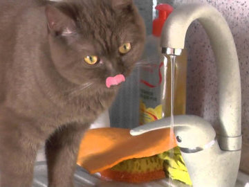 Кота признали виновным в затоплении магазина игрушек