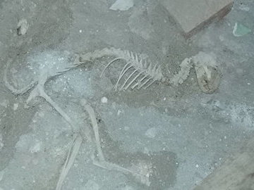 В Узбекистане во время ремонта дома нашли скелет неизвестного животного