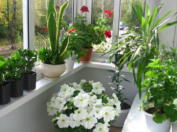 Цветы в доме: где лучше не ставить горшки с растениями?