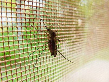Как защитить свой дом от комаров